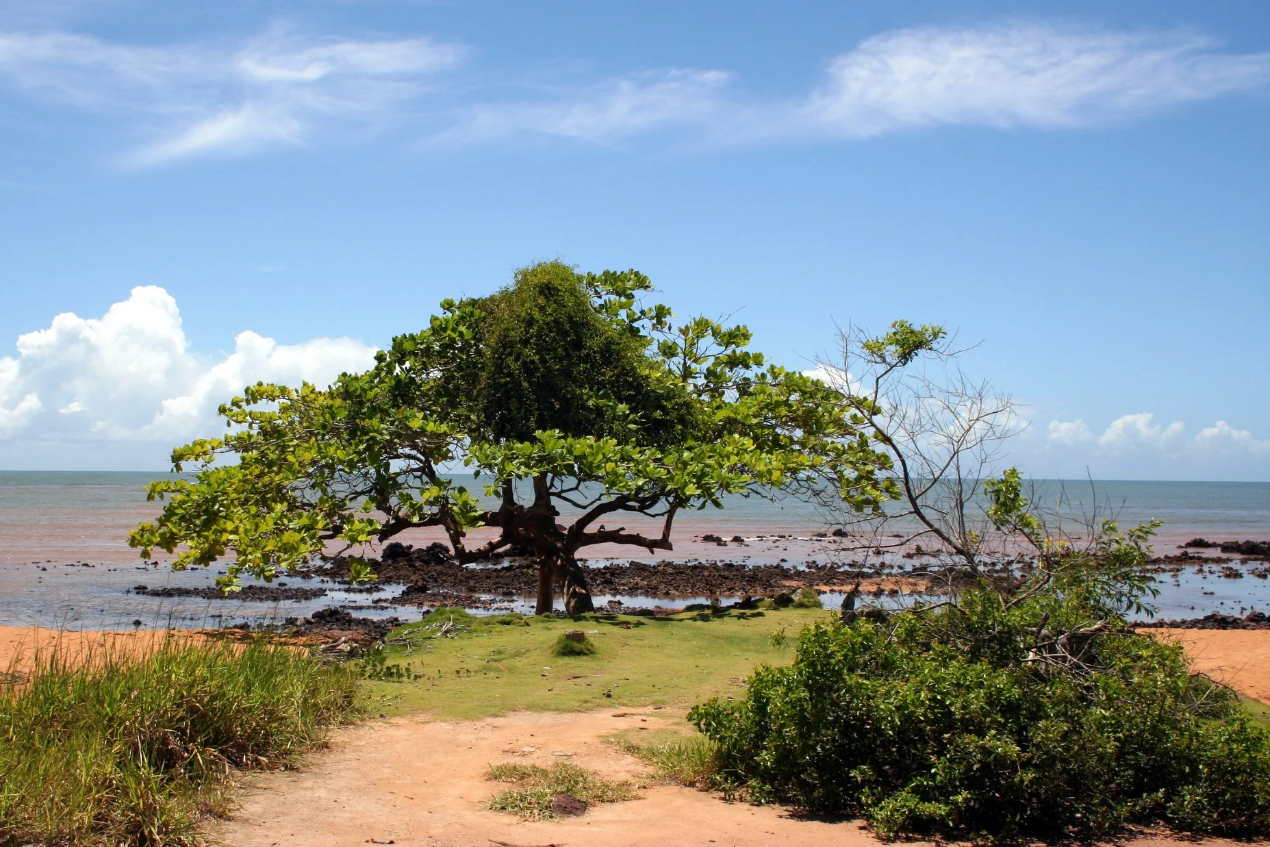 Foto do album Aracruz